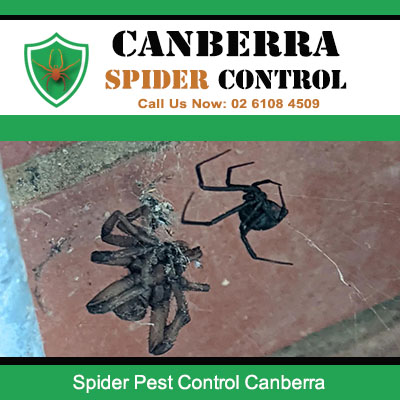 Successful spider control outcome in Canberra residential property